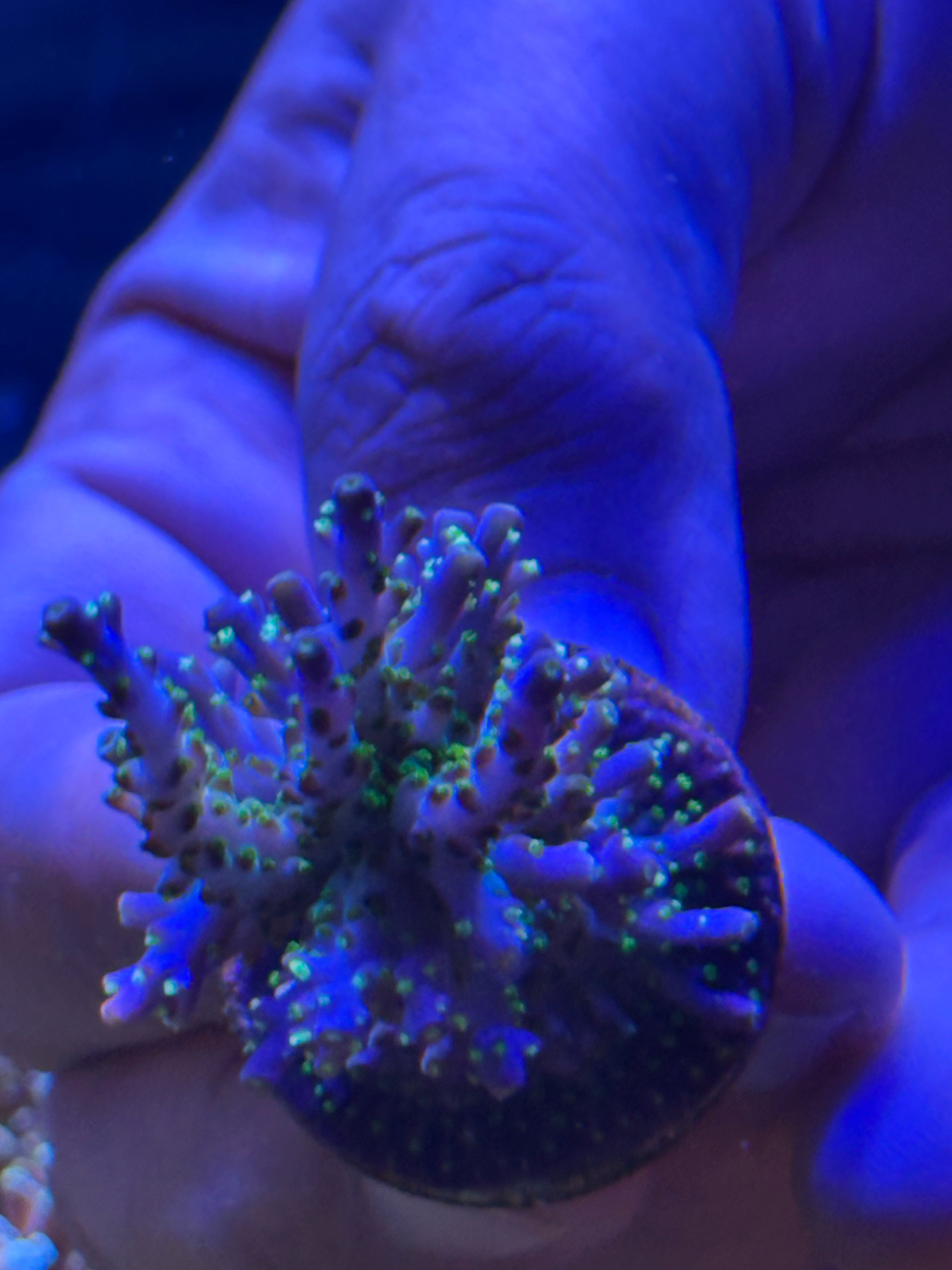 TSA sour patch Acro small colony