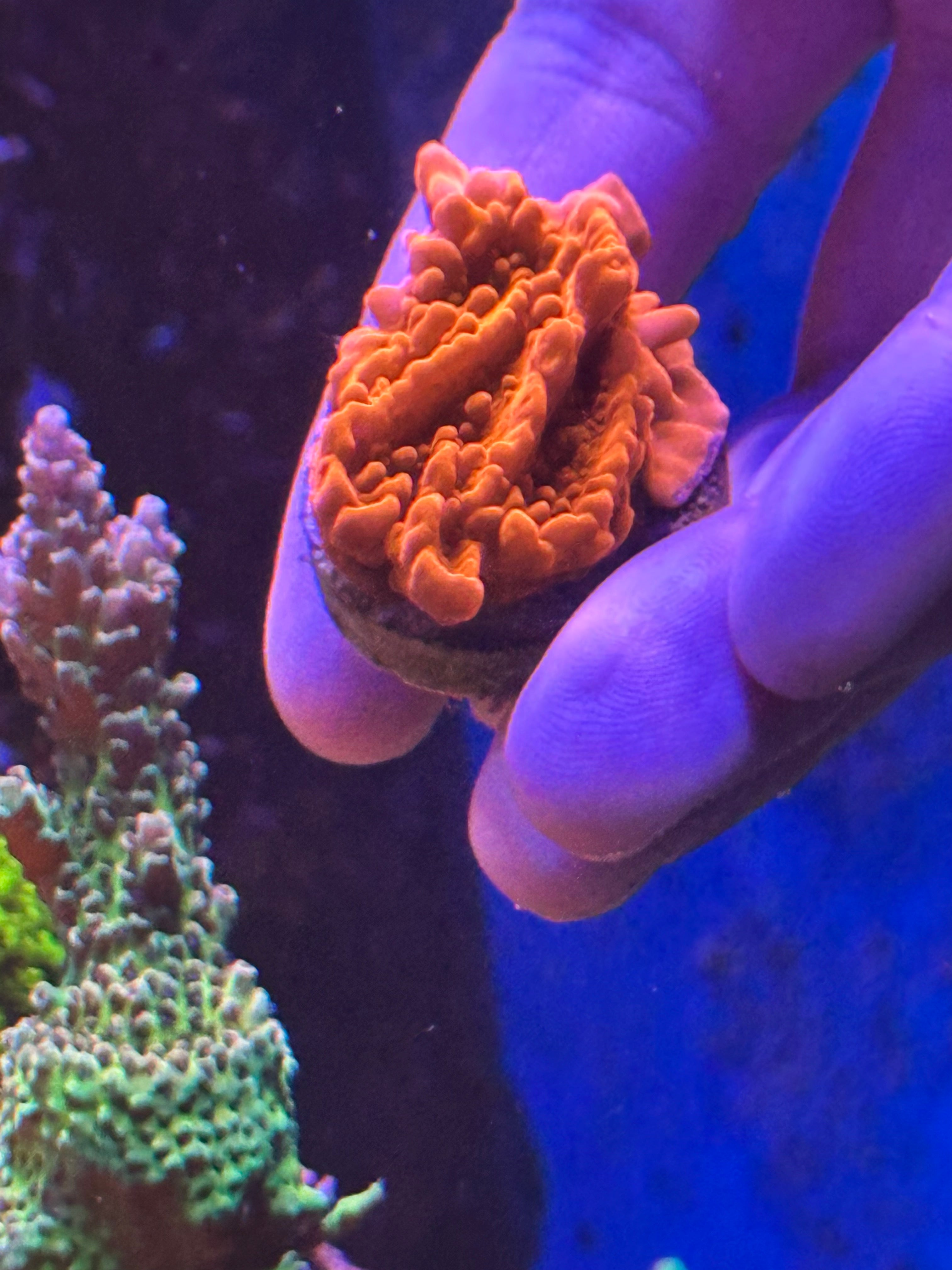 Red setosa large frag