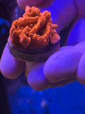 Red setosa large frag