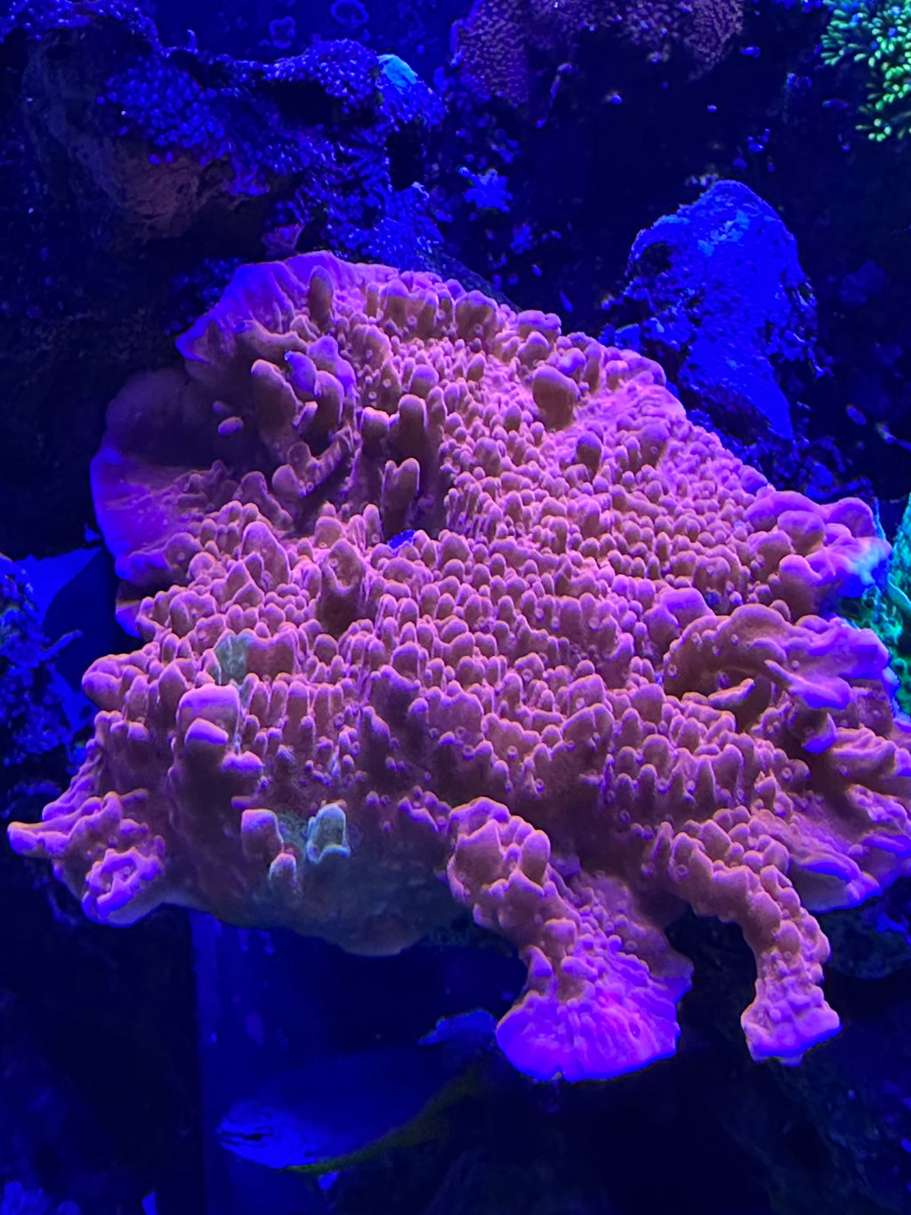 Red setosa large frag