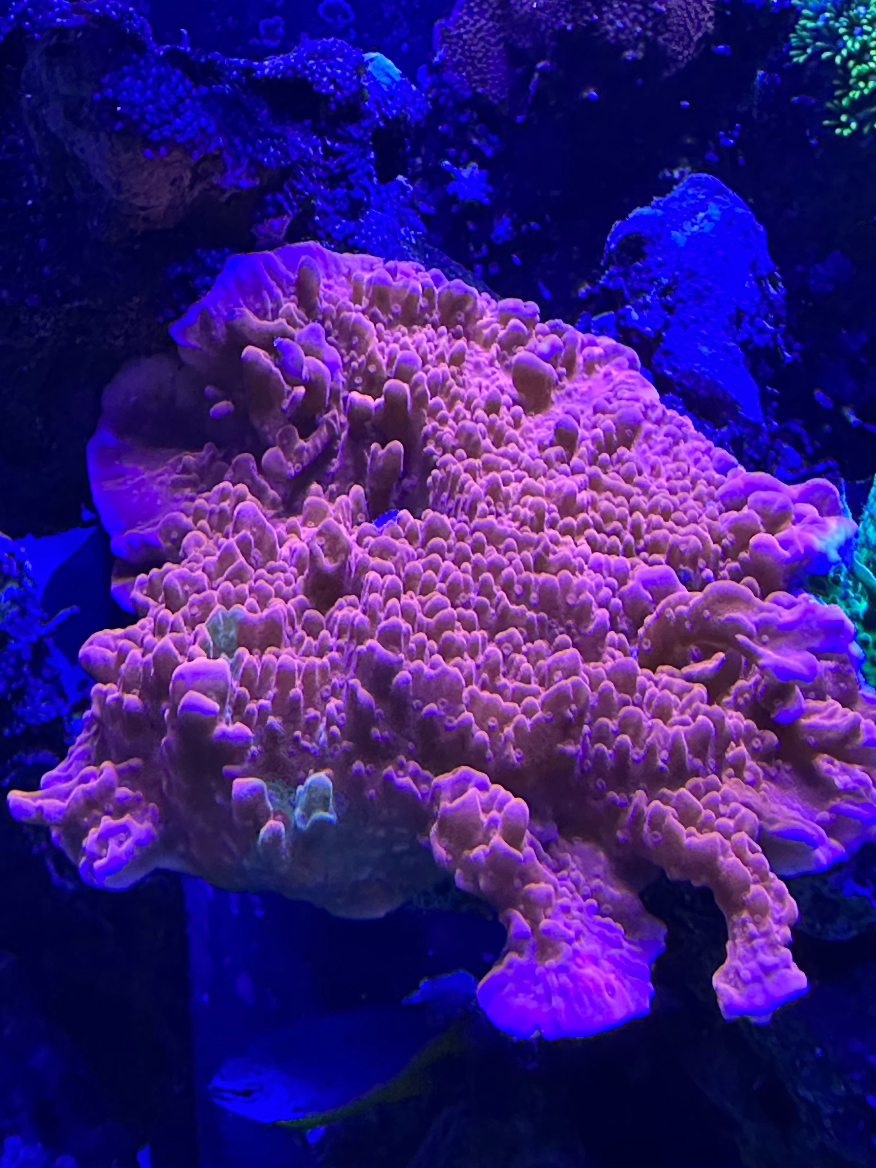 Red setosa large frag