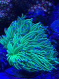 Blue tip torch