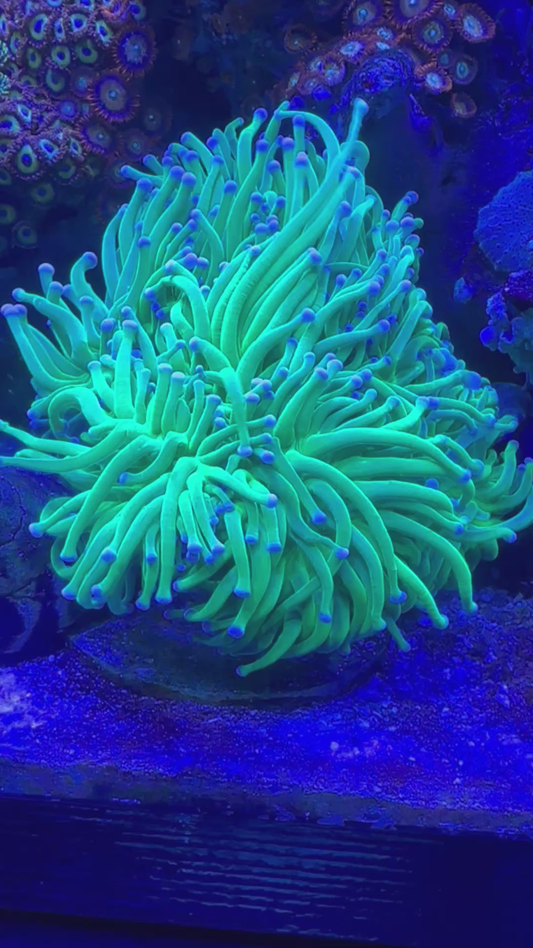 Blue tip torch